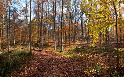 Fall in Love with Fall: Springwater Conservation Area