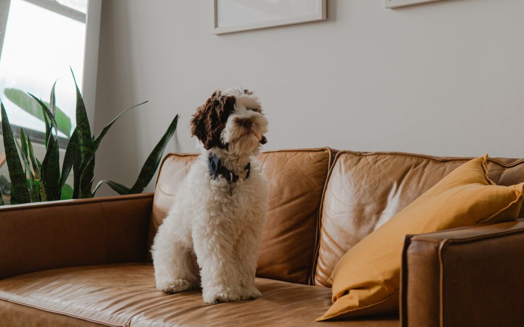 What to Do With Your Pets During Showings